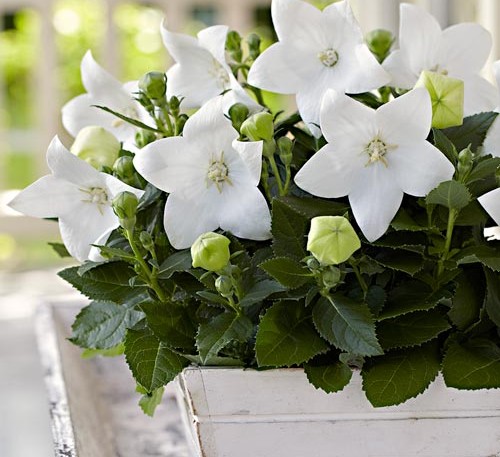 Balloon Flower White 